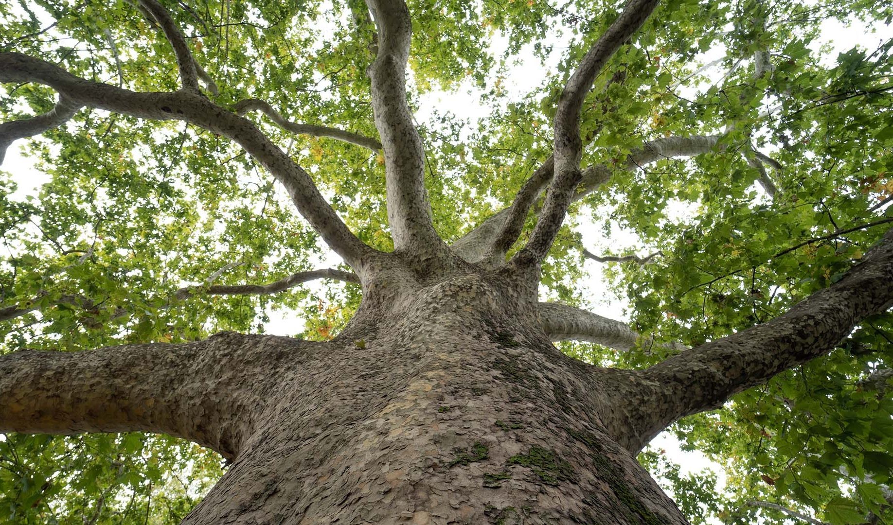 Immagine delle evento: Gli alberi monumentali della Lombardia: un patrimonio da tutelare