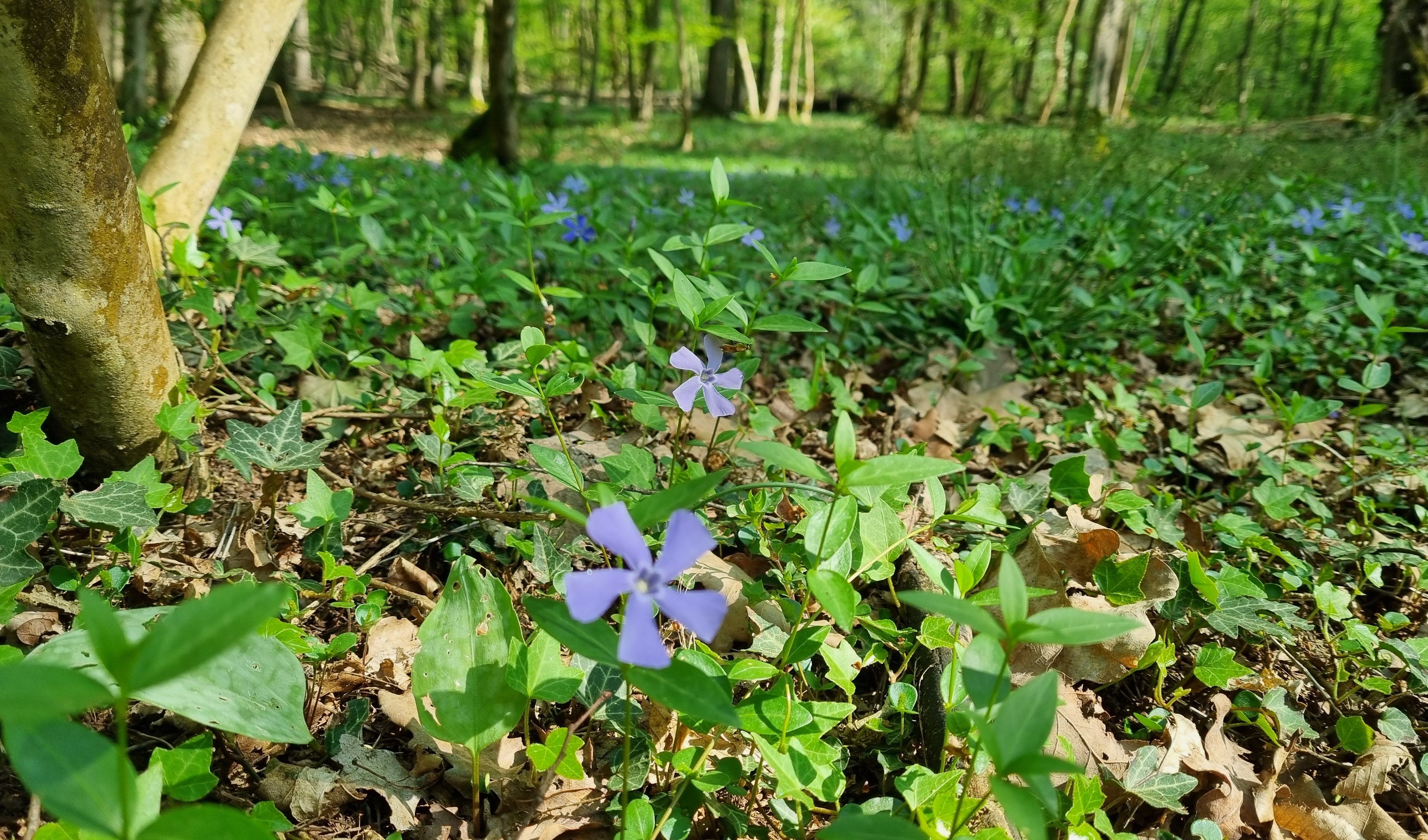 Immagine delle evento: BioClima: risultati e prospettive future | Evento